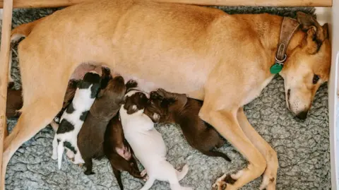 Richard Grainger A tan-coloured adult dog lying on its side in a whelping box lined with a thick, grey fleece blanket. The dog is wearing a brown collar with a green identification tag. A litter of very young puppies is gathered closely against the dog's underside. 