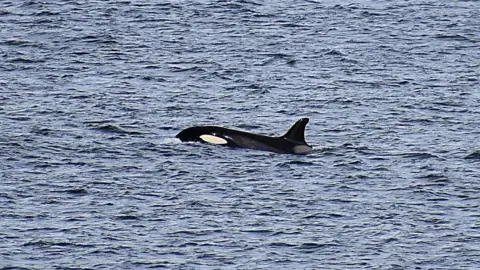 Sharon Thomson Black and white Orca in the sea.