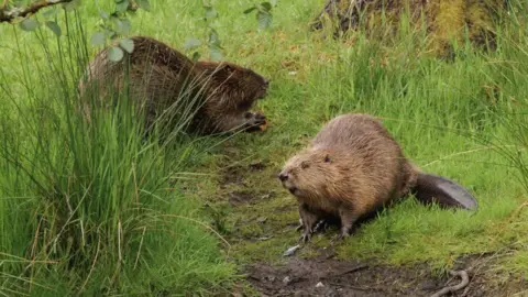 Neil Macdougall Two beavers in amongst the grass, one looks like its eating.