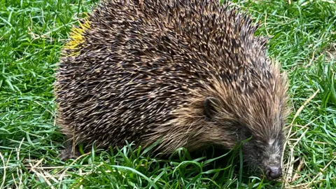 A close-up of a brown hedgehog in some grass. The animal's coat has a small patch of yellow to its rear.