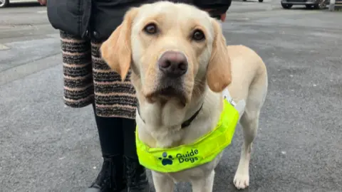 A close-up of a light-coloured dog which is looking directly at the camera. She is wearing a luminous Guide Dogs harness