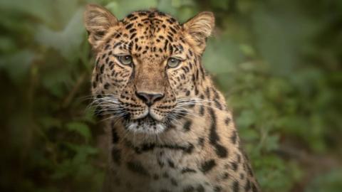 UK's last captive black leopard dies at Exmoor Zoo - BBC News