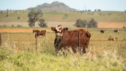 Getty Images Australian cattle