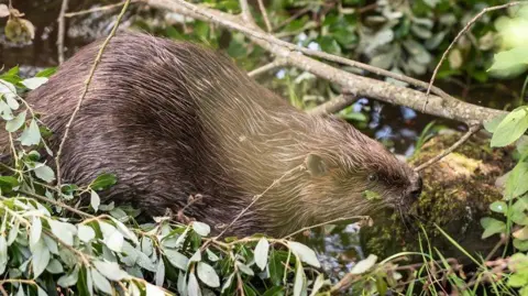 A beaver in a woodland. It has brown, wet-looking fur. It is surrounded by leaves and branches which somewhat camouflage it. A small body of water can be seen next to it.