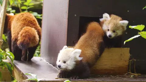 Lloyd Winters/Longleat Red panda twin cubs venture outside at Longleat