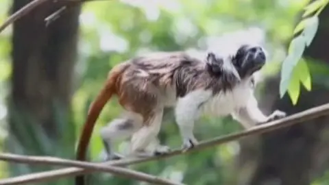 cotton-top tamarin