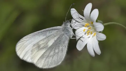 Bob Tunstall A partly white butterfly is on a mainly white flower.