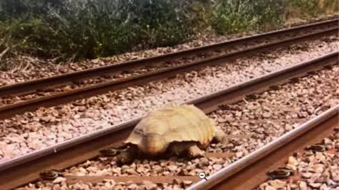 Greater Anglia Tortoise on train track