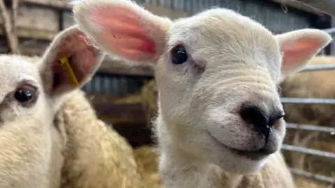 Close up of a lamb