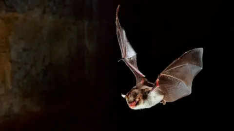 Getty Images A brown and white bat with a red mouth mid-flight against a dark background. 