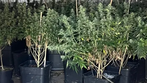 Wiltshire Police Swindon cannabis grow