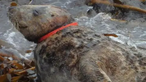 Cornwall Seal Group Researech Trust Seal