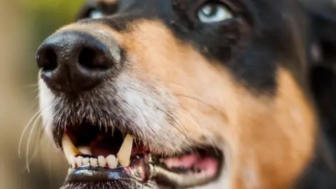 Getty Images Dog - generic