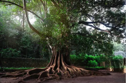 Ana Rute This Moreton Bay Fig tree has a massive, buttressed trunk and an extensive root system spreading across the ground. Its dense canopy of glossy green leaves provides ample shade, while large, sprawling branches extend outward.