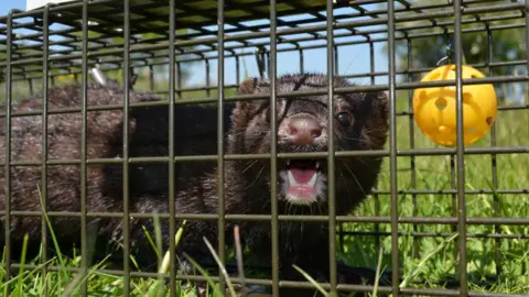 Stephen Mace A brown mink trapped in a cage. It is showing its teeth as it looks out the right side of the cage at the camera. A small yellow ball is suspended in front on its head. The cage is on green grass.