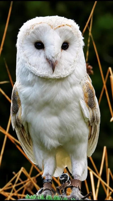 Aileen Gillies A close-up of a white barn owl standing among tall grasses, showing its distinctive heart-shaped face, dark eyes, and detailed feathers.