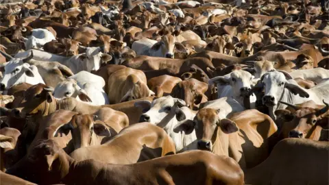 Getty Images Australian cattle