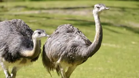 Two rheas in a field