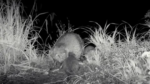 Longleat A black and white still showing a mother beaver and two pups