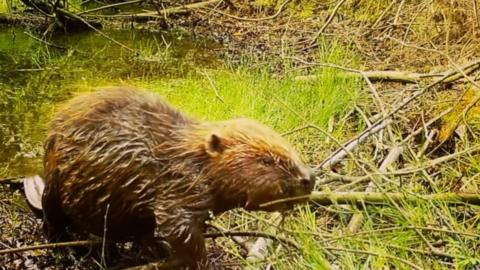 Night camera captures first beaver born in Norfolk in 600 years - BBC News