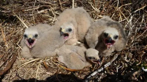 NHHPP Hen harrier chick in Northumberland