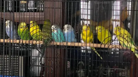 Detroit Animal Welfare Group Parakeets handed into DAWG