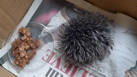 KennedyNews Pom pom mistaken for a baby hedgehog