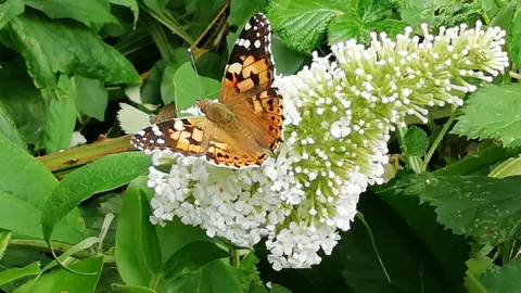 Gina Lethaby Painted lady butterfly