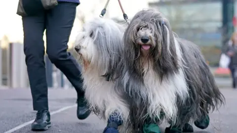 PA Media Bearded collies