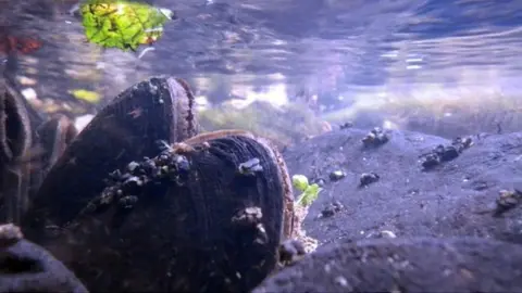 Natural Resources Wales Freshwater pearl mussels