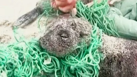 This is the moment two baby seals tangled up in fishing nets are rescued on a South African beach.