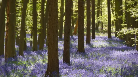 Bluebells growing in Pryor's Wood, Hertfordshire