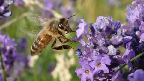 Laura Bray A bee gathering nectar from a purple flower