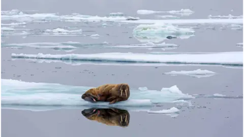 Getty Images Arctic ice