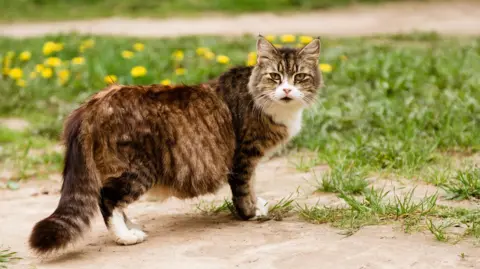 A pregnant brown and white cat looking back the camera as it crosses over a patch of grass dotted with yellow dandelions. 