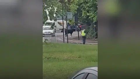 Birmingham City Council Still from a video showing a suburban road with grass on one side and a hedge on the other. A bull appears to have just crossed the road and is standing on the pavement. A person in a yellow hi-vis is standing a few yards from the animal. There is a car and a white lorry on the road.