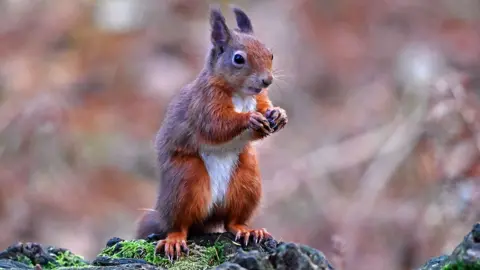 A red squirrel stands on its hind legs in an autumnal woodland setting with the background out of focus, taken in Scotland in 2023