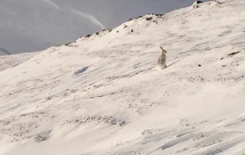 SAIS Southern Cairngorms Mountain hare