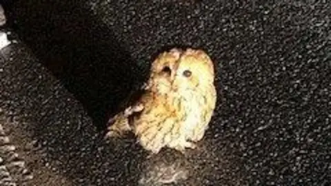 A tawny owl stands on a road looking at the camera. 