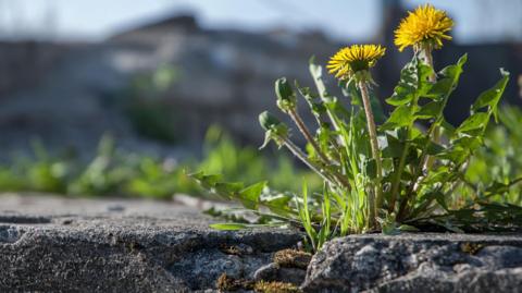 Weeds and yellow dandelions sprouting through a crack in the pavement