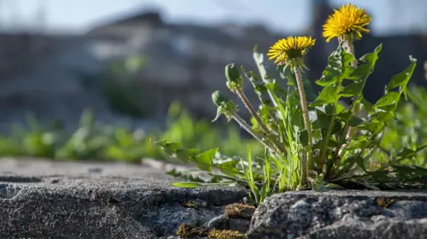 Getty Images Weeds and yellow dandelions sprouting through a crack in the pavement