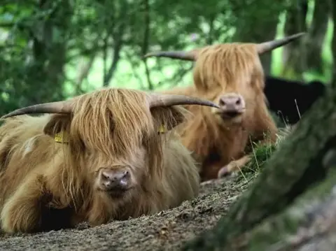 BBC Weather Watchers/StorytellerK Two cows with long straight horns look over a branch at the camera. They have long brown coats including a fringe over their faces.