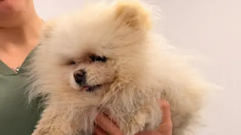 Joanna Wade A white pomeranian with her fur matted. Her owner's hand is underneath her, holding her up. The owner is wearing a green T-shirt.