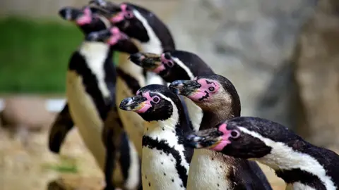 Heythrop Zoological Gardens A row of Humboldt penguins in side profile