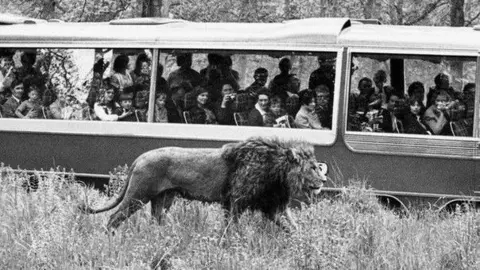 Longleat A black and white image of a male lion walking alongside a coach full of visitors at Longleat. Many of them are taking photographs of the lion