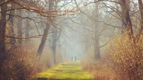 Hayley Wood, showing two people walking in the distance, down a path of moss or green grass. There are trees on either side of the path, and bushes. There is a slight mist in the air. There are not many leaves on the trees. 