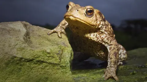 A common toad with a golden gnarled back has one leg on a rock and is staring into the camera 