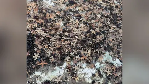 Lucy Cook Hundreds of dead starfish found on a beach