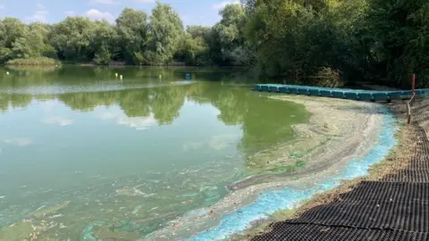 Grant Norman/BBC A large lake has bloom of blue-green algae along the shoreline. There are trees in the background