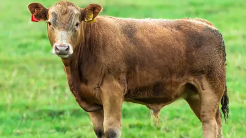 A young brown bull stands on a grassy field, facing the camera with its body slightly angled. It has one red and one yellow ear tag, and the pasture around it is lush and green.